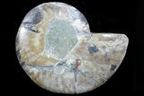 Agatized Ammonite Fossil (Half) #78405-1
